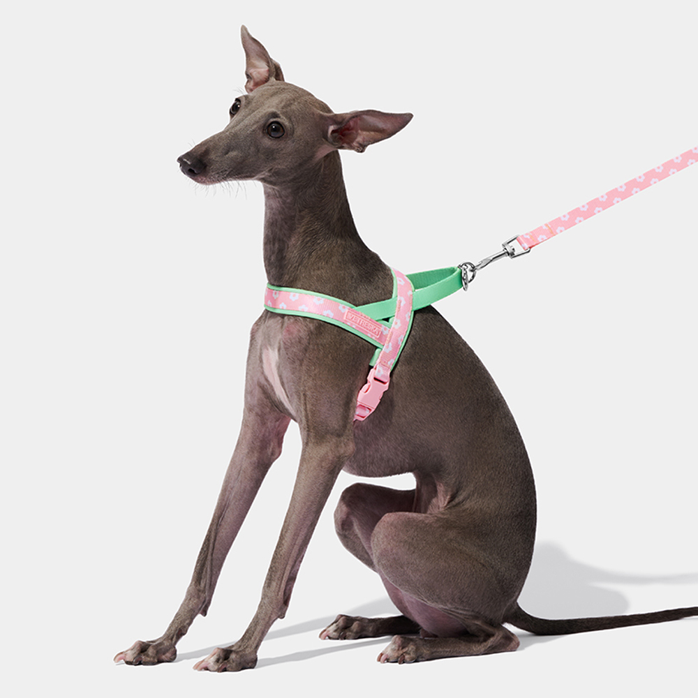 Headcollar Rope Set - Luxuriöses Hundegeschirr-Set mit Brustgurt und Leine