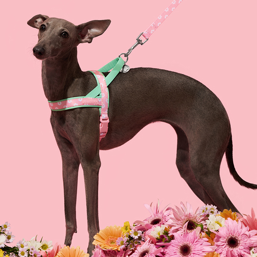 Luxuriöses Hundegeschirr-Set m – Headcollar Rope Set Bewertung und Preis